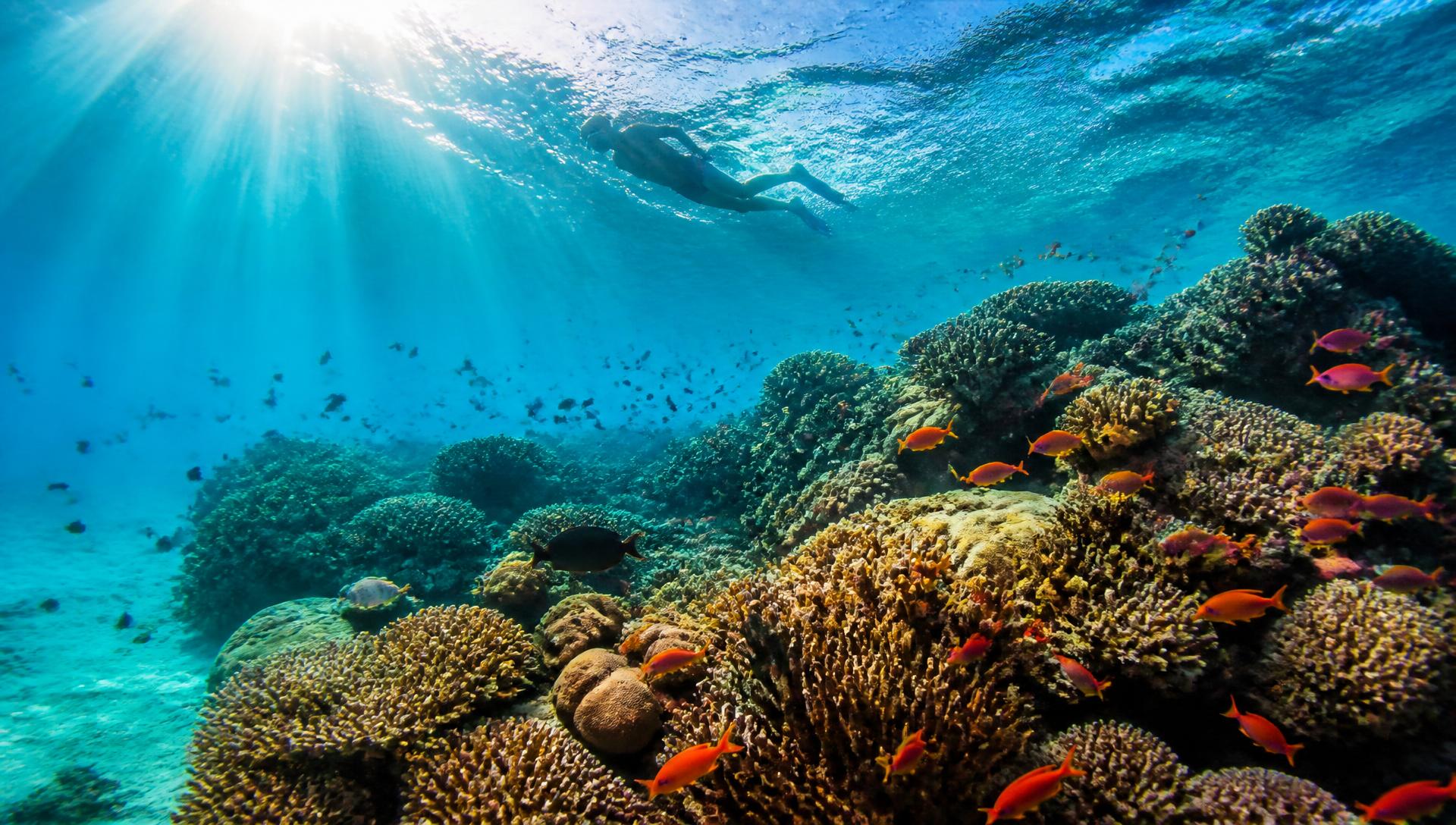 Coral gardens · Watamu Marine Park